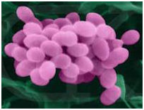 Возбудитель гонореи.