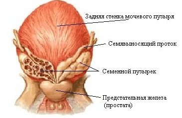 Везикулит. Везикулит.